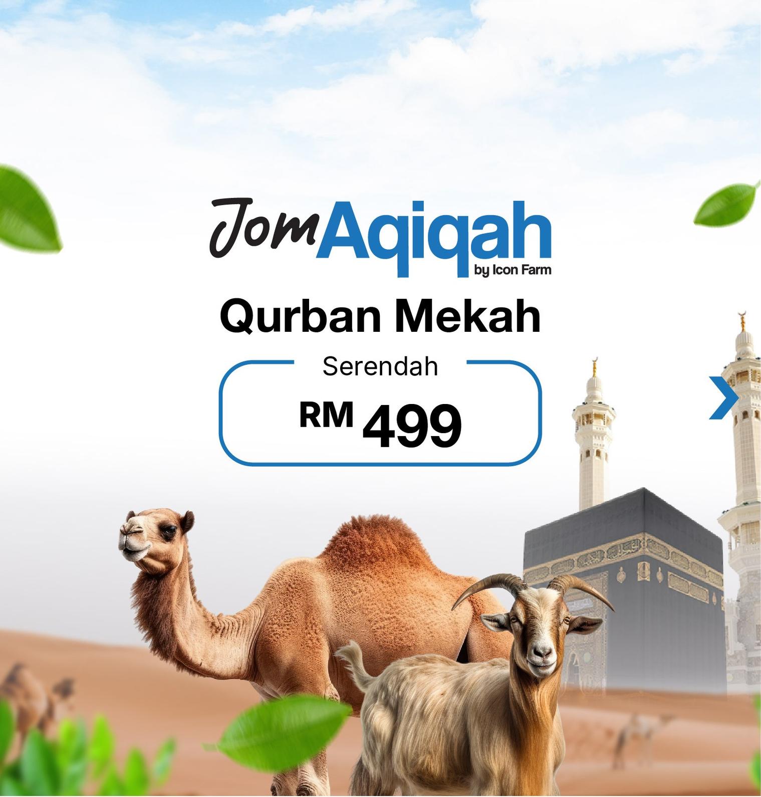 Jomaqiqah & Qurban